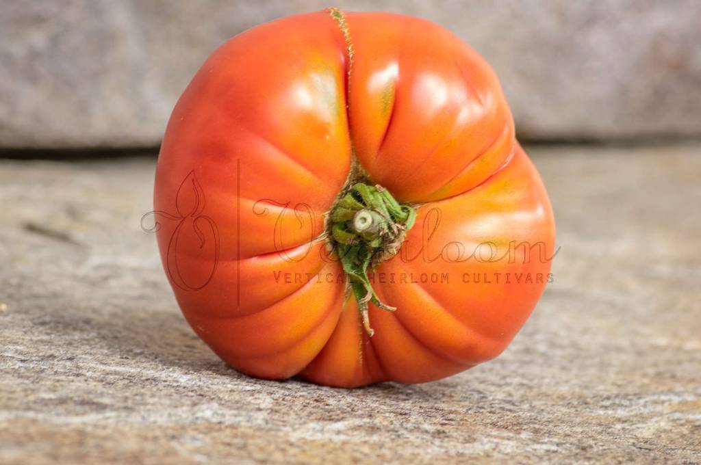 Pomidor malinowy ozarowski